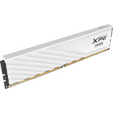 ADATA DIMM 24 GB DDR5-6000, Memoria bianco