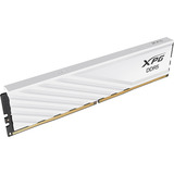 ADATA DIMM 16 GB DDR5-6000, Memoria bianco